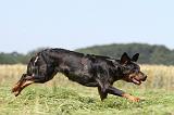 BEAUCERON 438